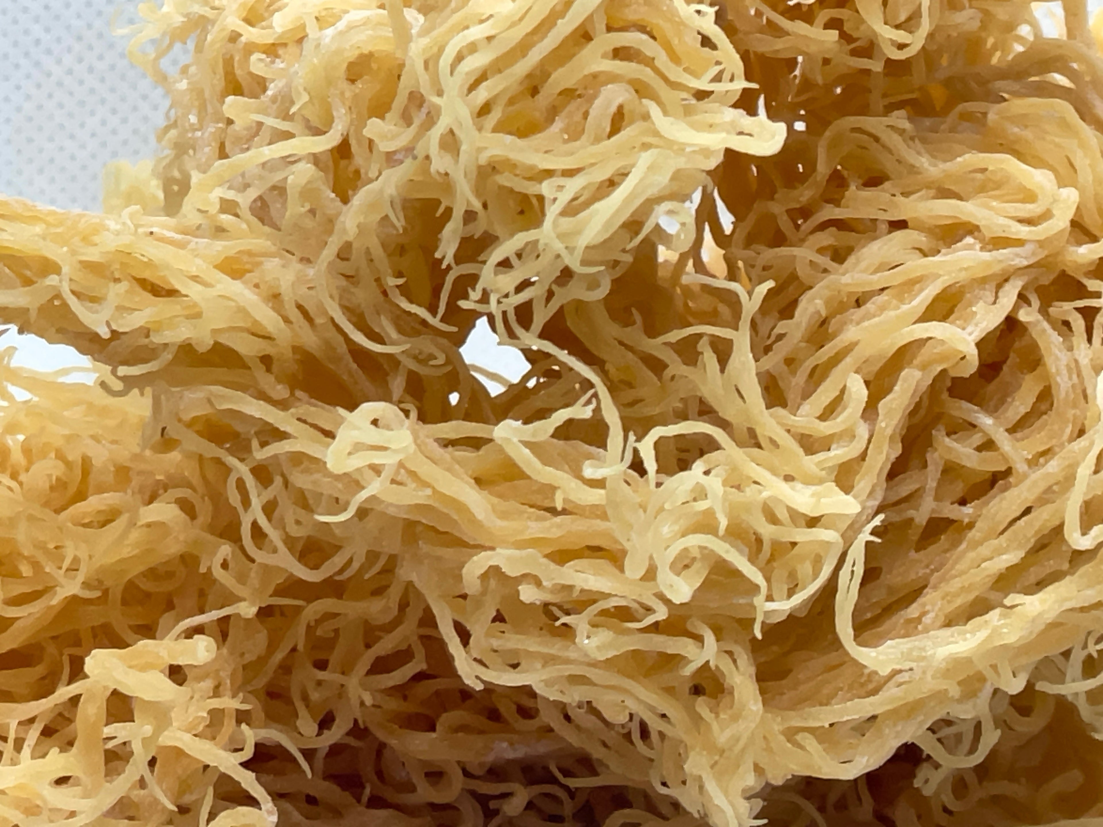 Gold Sea Moss Bulk | St. Lucian Dried Seamoss