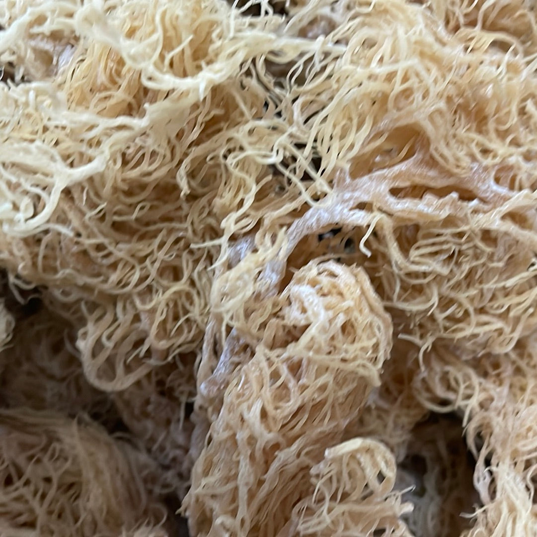 Gold Sea Moss Bulk | St. Lucian Dried Seamoss