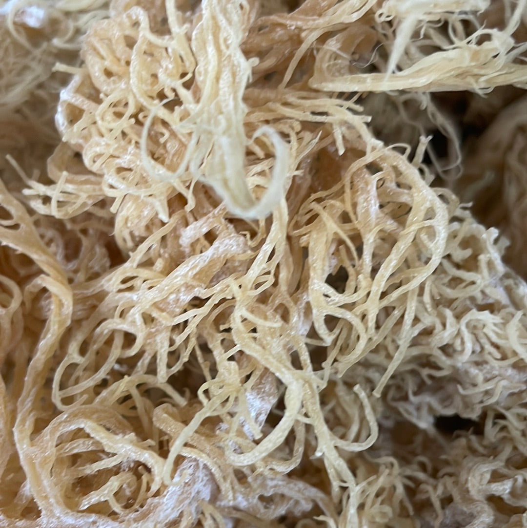 Gold Sea Moss Bulk | St. Lucian Dried Seamoss
